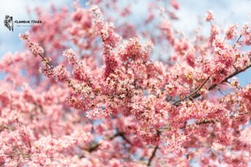 sakura