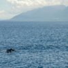 Taitung-Dolphin