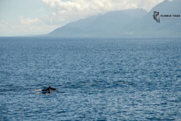 Taitung-Dolphin