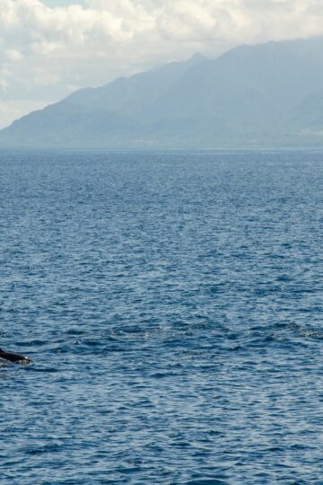 Taitung-Dolphin