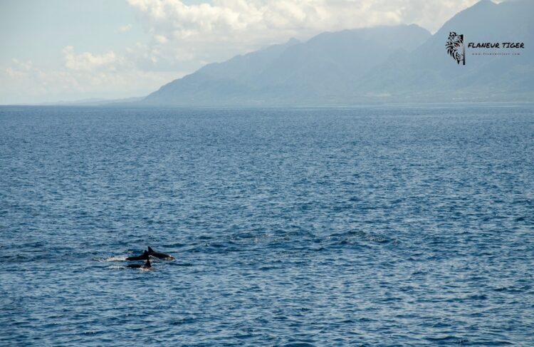 Taitung-Dolphin