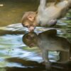 monkey_drinks_water