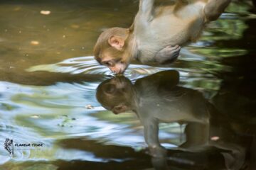 monkey_drinks_water