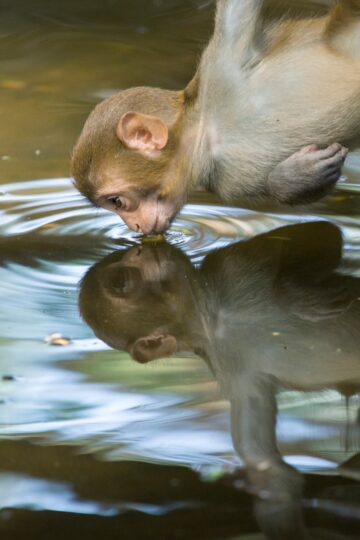 monkey_drinks_water