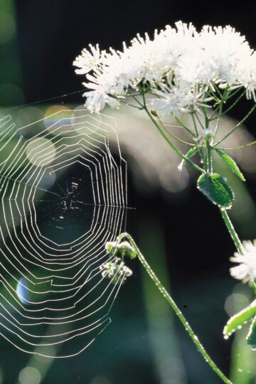 cobweb