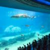 Whale_Shark_of_aquarium