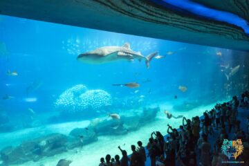 Whale_Shark_of_aquarium