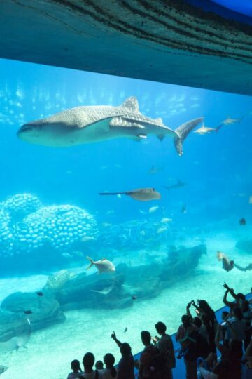 Whale_Shark_of_aquarium